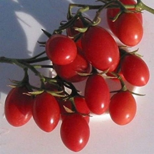 Rosalita Tomato Seeds