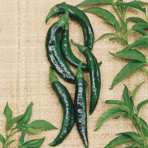 Pasilla Bajio Pepper Seeds