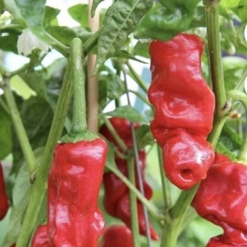 Peter Pepper Red Seeds
