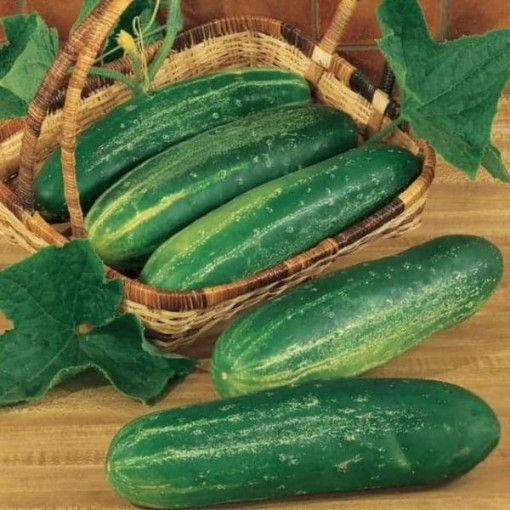 Straight 8 Cucumber Seeds