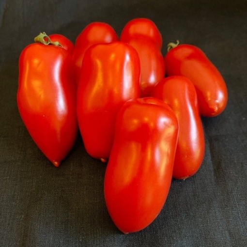 Oroma Tomato Seeds