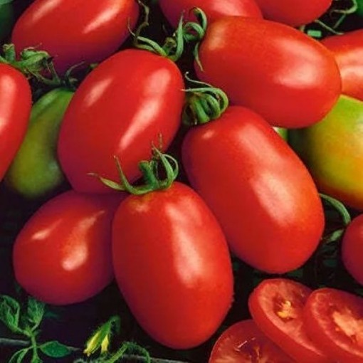 Napoli Tomato Seeds