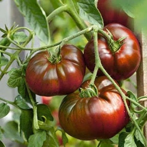 Paul Robeson Tomato Seeds