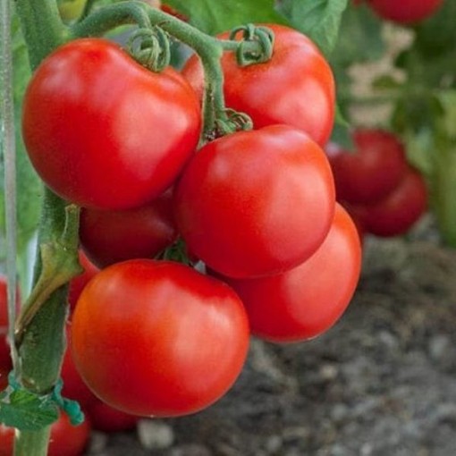 New Yorker Tomato Seeds