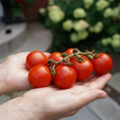 Large Red Cherry Tomato Seeds