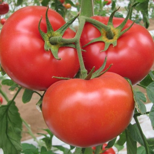 Marglobe Supreme Tomato Seeds