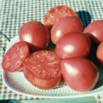 Grightmire's Pride Tomato Seeds