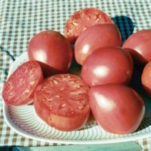 Grightmire's Pride Tomato Seeds