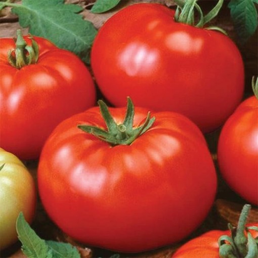 Bush Beefsteak Tomato Seeds