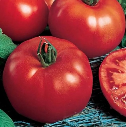 Siberian Tomato Seeds
