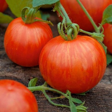 Tigerella Tomato Seeds