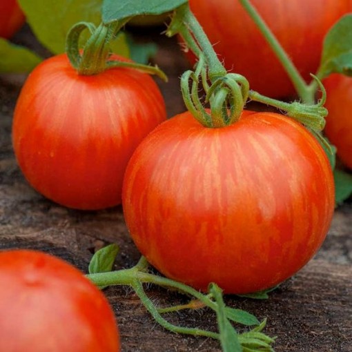 Tigerella Tomato Seeds