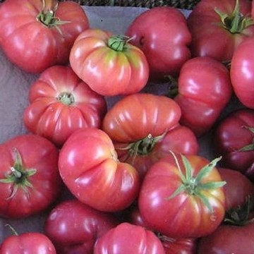 Violaceum Krypni Rozo Tomato Seeds