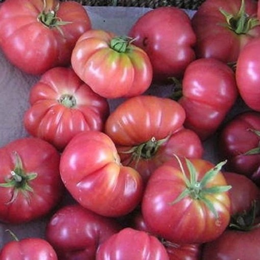Violaceum Krypni Rozo Tomato Seeds