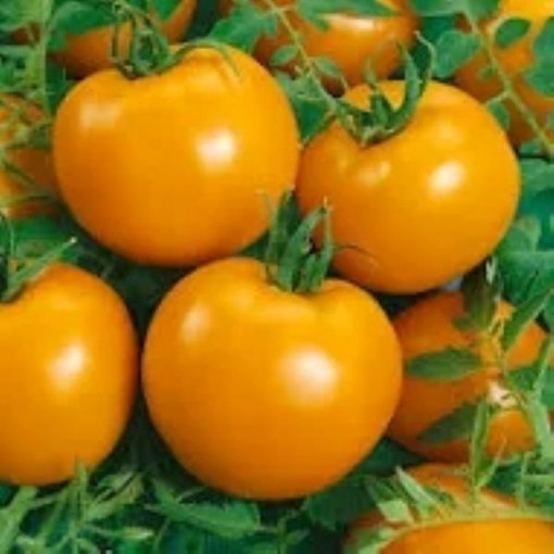 Jubilee Tomato Seeds