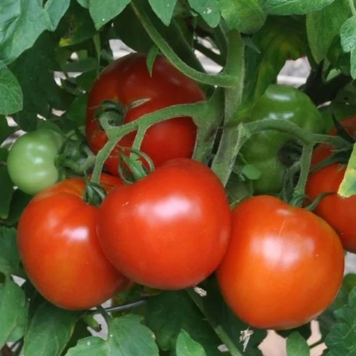 Manitoba Tomato Seeds