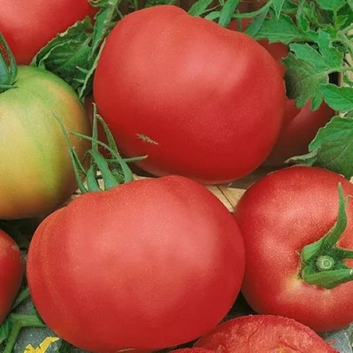 Marianna's Peace Tomato Seeds