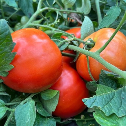 Red Rocket Tomato Seeds