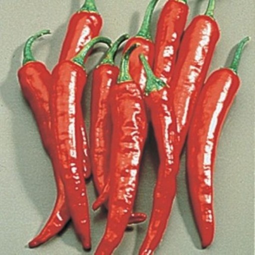 Thai Large Pepper Seeds