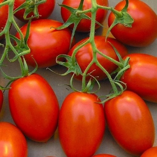 Rio Fuego Tomato Seeds