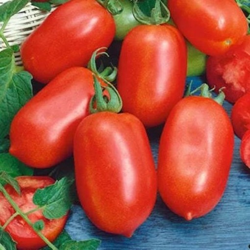 Roma VF Tomato Seeds