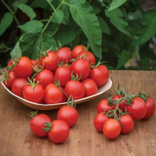 Chadwick's Cherry Tomato Seeds