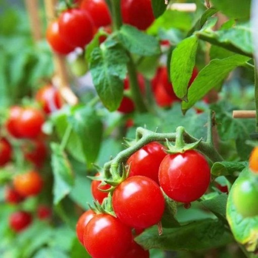 Gardener's Delight Tomato Seeds