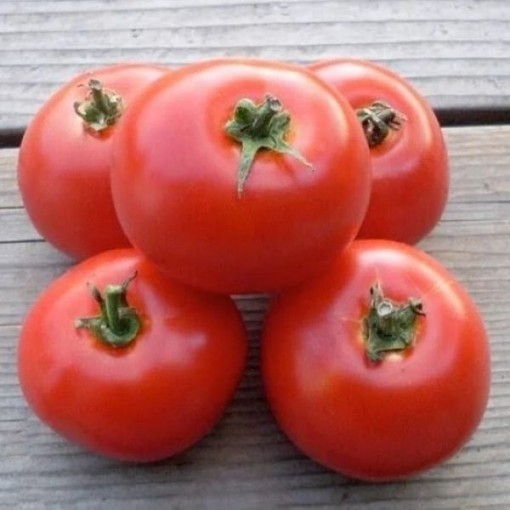 Santiam Tomato Seeds