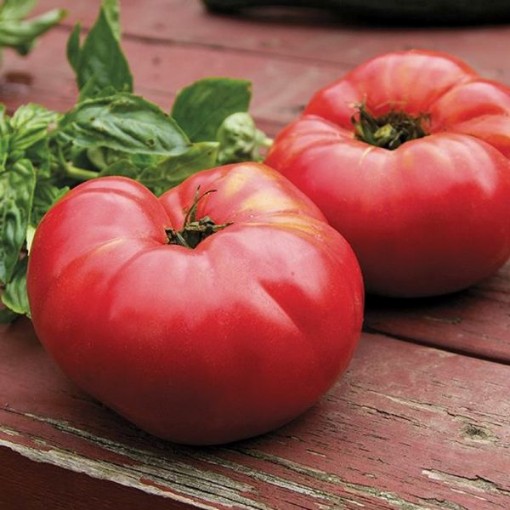 German Johnson Regular Leaf Tomato Seeds