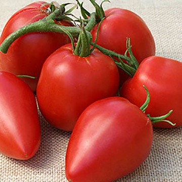 Tomato M | Reimer Seeds