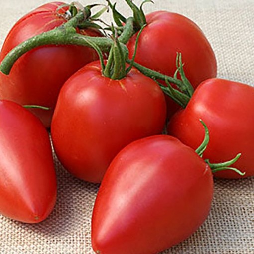 Mama Leone Tomato Seeds
