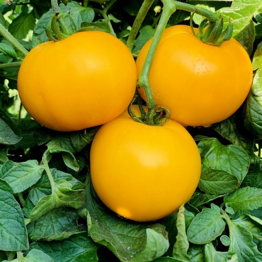 Manyel Tomato Seeds