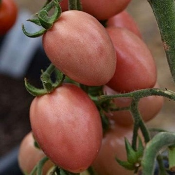 Thai Pink Pear Tomato Seeds