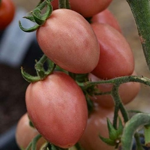 Thai Pink Pear Tomato Seeds