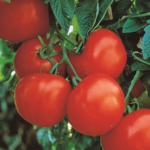 Marglobe Select Tomato Seeds