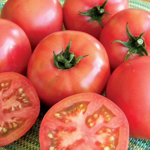Trucker's Favorite Tomato Seeds