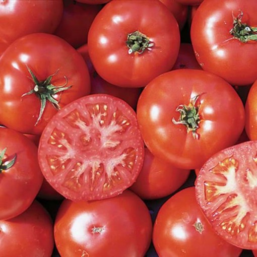 Trophy Tomato Seeds