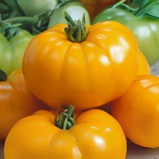 Brandywine Yellow Tomato Seeds