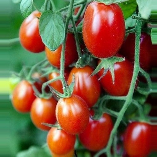 Crovarese Tomato Seeds