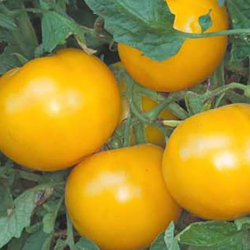 Yellow Ping Pong Tomato Seeds
