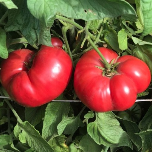 Julia Child Tomato Seeds