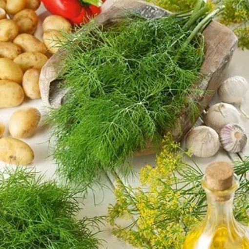 Mammoth Dill Seeds