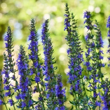 Hyssop Seeds