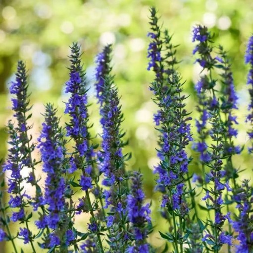 Hyssop Seeds