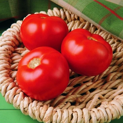 Florida 91 Tomato Seeds