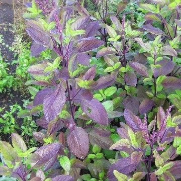 Holy Basil Red Leaf Seeds