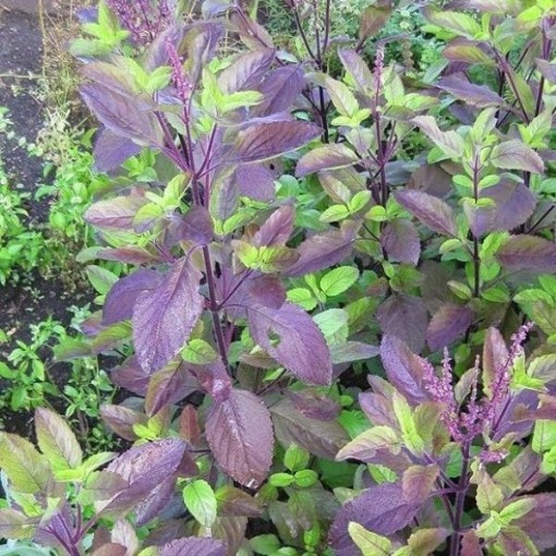 Holy Basil Red Leaf Seeds