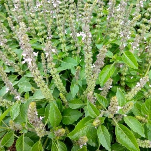 Holy Basil Seeds