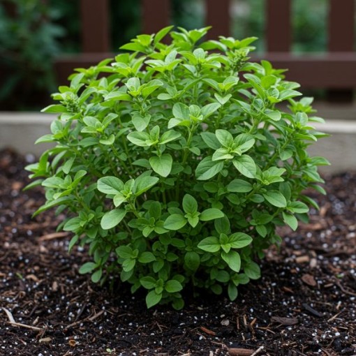 Dwarf Greek Basil Seeds