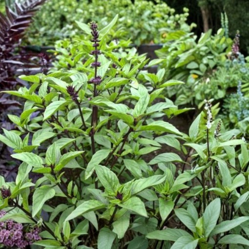 Licorice Basil Seeds